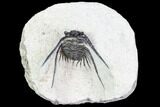 Bargain, Kettneraspis Trilobite With Occipital Horn - Morocco #108756-3
